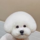 바림 펫그루밍샵 이미지