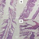 백련어의 Amyloodinium ocellatum과 Chilodonella hexasticha의 혼합감염 이미지