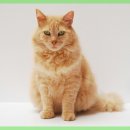 해담은동물병원 이미지