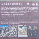 제주 서귀포층 패류화석 산지 | 제주자연유산 서귀포층 패류 화석산지