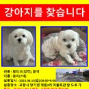 (공유좀부탁드려요)강아지를 찾습니다 이미지