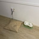 수와래펜션 | [강릉 애견동반 펜션] 가성비 좋은 순포해변 근처 수와래 애견펜션