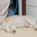 댕댕이를 사랑하는 모임