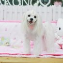 말티즈하우스 이미지