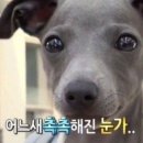 라이스드림