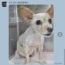 군산24시제일동물병원 이미지