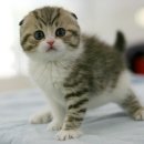 착한 고양이 이미지