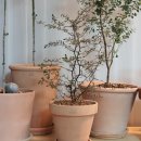 크로키아 이미지