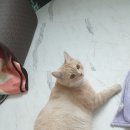 달봉냥의 꿈 이미지