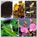 무료나눔 희귀씨앗 : 커피나무 씨앗, 무초나무 씨앗, 바오밥나무 씨앗 이미지