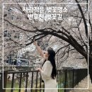 반포천1-13 | 반포천 피크닉_사람 적은 서울 벚꽃명소 추천, 실시간 벚꽃 개화 현황 (24/4/5 방문)