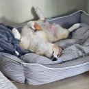 킁킁펫 | 반려견방석 / 킁킁펫 대형견 방석 후기 10kg 2XL 반려견