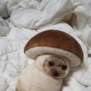 쿠키카페