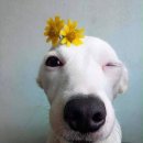 꽃개 이미지