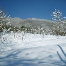 축령산풍경