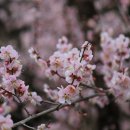 산이농원 이미지