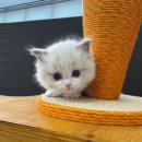 수원고양이분양 드림캣 안심분양센터 이미지