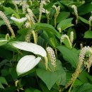 삼백초한의원 이미지