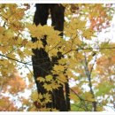 충주시탄금홀 이미지