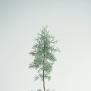 블루아이스식당 이미지