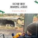 아기랑 에버랜드 사파리월드 자리 후기, 앞자리 vs 뒷자리 뷰 차이