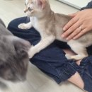비브레이브천안 이미지