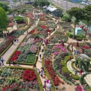 장미축제 이미지