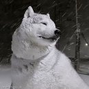 도그파파안 이미지