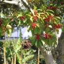 제주하와이호텔 이미지