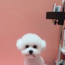 보보펫 이미지