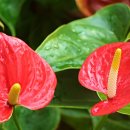 하와이에서 피는 꽃들 - 안수리움(Anthrium) 이미지