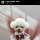 더 이쁘개 이미지