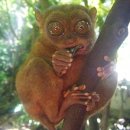 보홀만의 타르시안원숭이 이미지