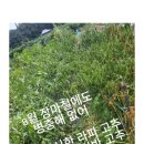 라파 팜 이미지