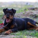 세인트루이스 애견 이미지