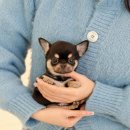 아이케어 동물병원 | 여수애견분양 신뢰가 가득한 분양처