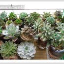 미니하우스 이미지