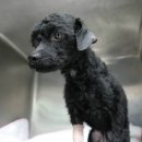 우리들동물메디컬센터 이미지