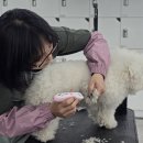 동일애견샵 이미지