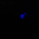 주상초등학교 이미지