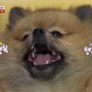 동물농장 이미지