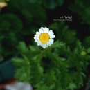 25. 5. 24. 발코니 : 또 비...