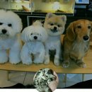 도그마루(왕십리점) 이미지