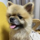 1818 | [❤️입양후기❤️] 1818. 건빵이🐶