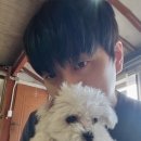 산들 강아지 이미지