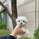 엘린퍼피 이미지