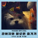#DOG | 다이소 강아지 할로윈 코스튬 소품 5가지 (9000원)