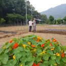 활농장 Daum카페