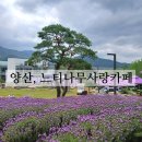 여락송정로 | 양산 느티나무사랑카페 라벤더축제중 사전예약으로 다녀온 후기