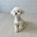 몽그라미 | 대전 몽그라미 말티푸 애견미용 스포팅 잘하는 곳 내돈내산 후기